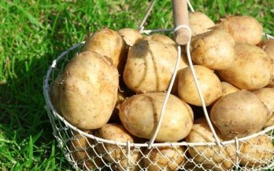 Сортировка картофеля, выбор оптимального решения